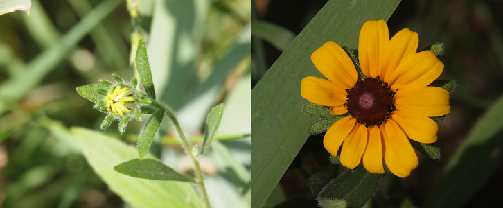 [Two photos spliced together. On the left are the closed bud. The center brown is visible throufh the thin yellow petals-to-be. On the right is one fully open bloom with its large domed brown center. The bloom has eleven full-size yellow petals and one tiny yellow one.]